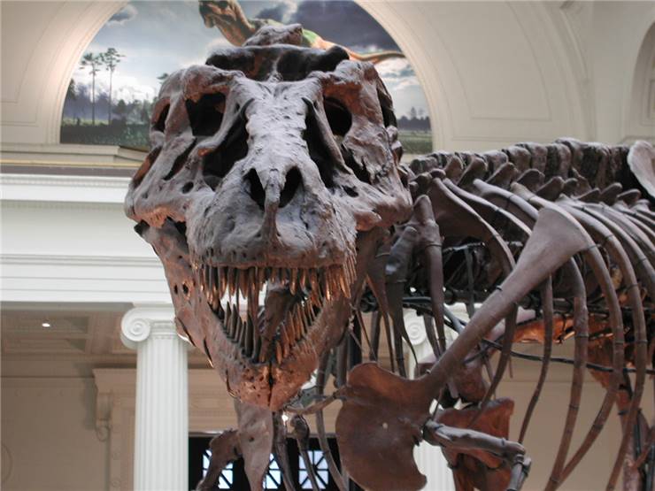 Museum Tyrannosaurus Rex